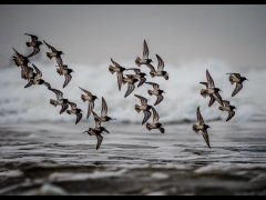 Maggie Bullock-Purple Sandpiper  Flock-Very Highly Commended.jpg